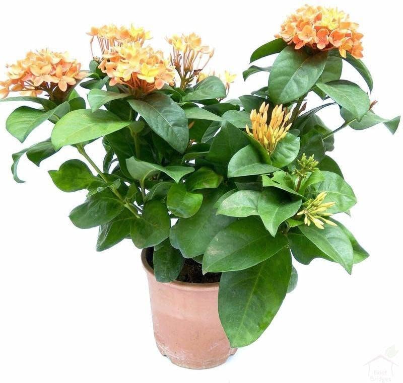 Ixora (Rongona) Flower Plant