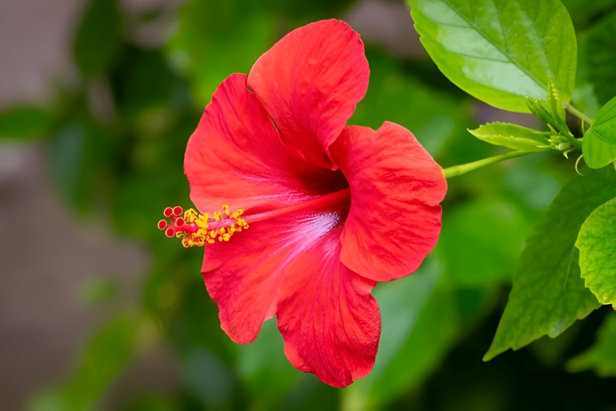 PlantExotic Hibiscus Rosa-Sinensis Red Hibiscus Live Plant | IndNursery Hardy Flower Plant for Indoor-Outdoor Gardening