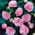 Pink Camellia Air Layered Plant