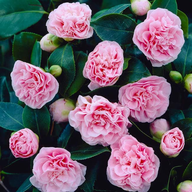 Pink Camellia Air Layered Plant