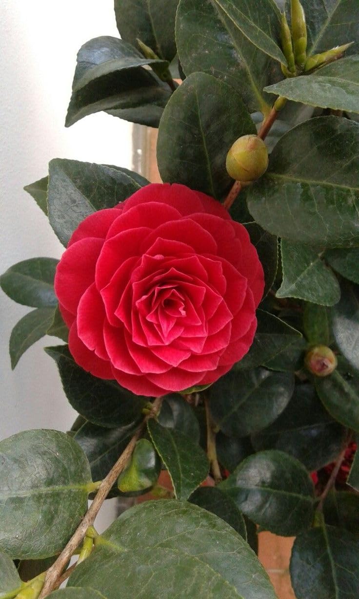 Red Camellia Japonica Live Plant