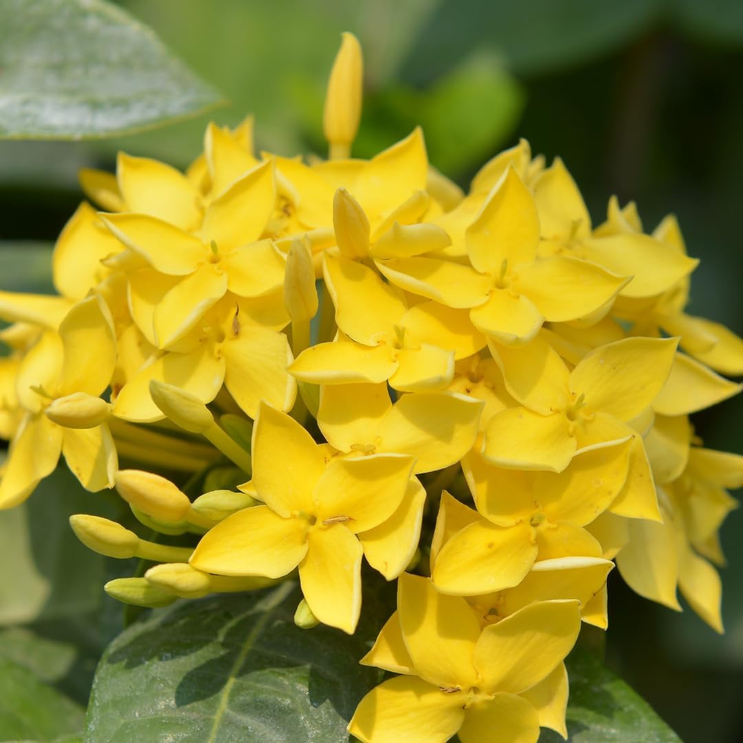 Ixora (Rongona) Flower Plant