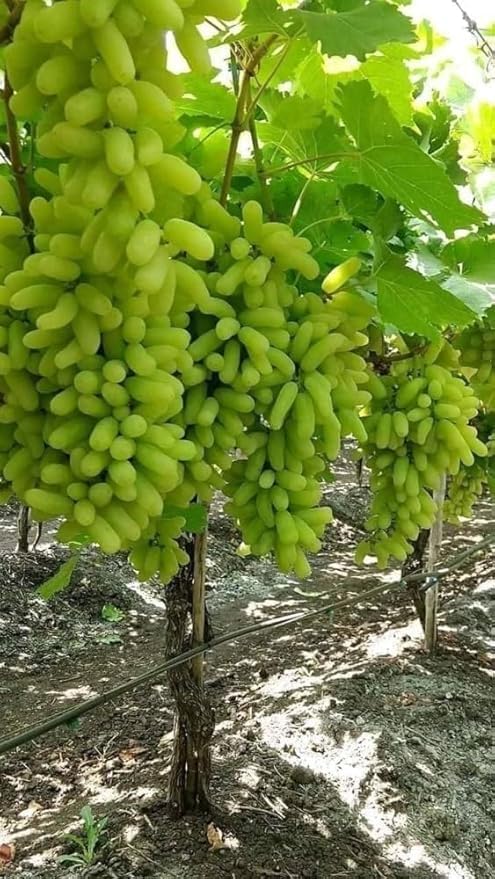 Golden Green Seedless Grape Plant