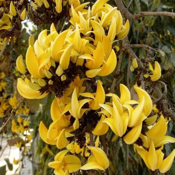 PlantExotic Rare All Time Dwarf Yellow Palash/Butea Very Rare Flowering Tree Plant[Butea Monosperma Ornamental/Medicinal Live Plant [Healthy Plant For Home & Garden],(Pack Of 2