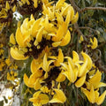 Dwarf Yellow Palash (Pack of 2)