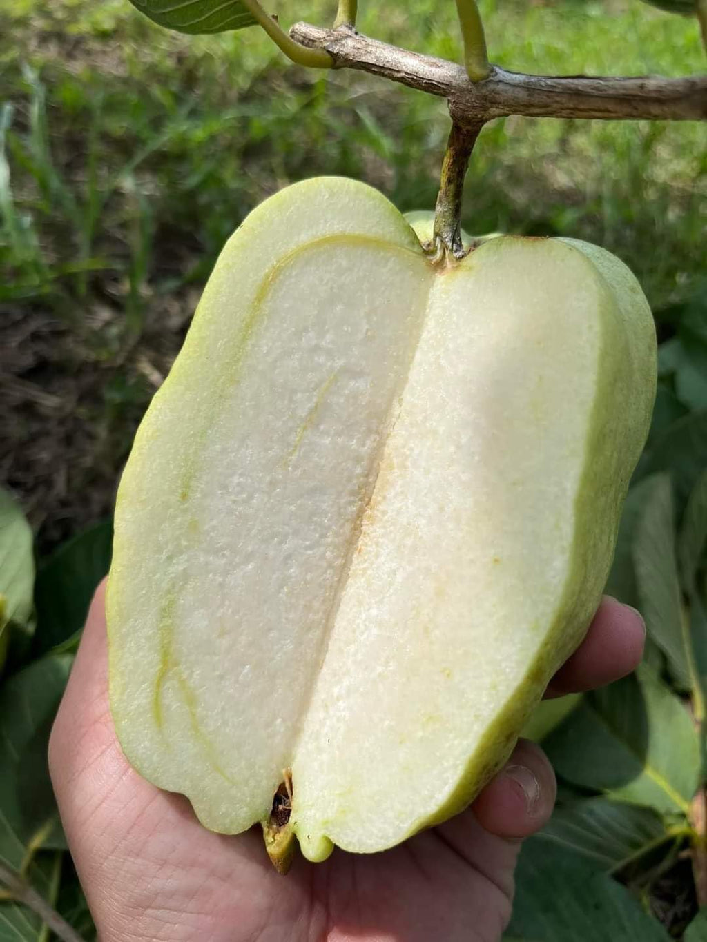 Japanese White Diamond Guava Plant