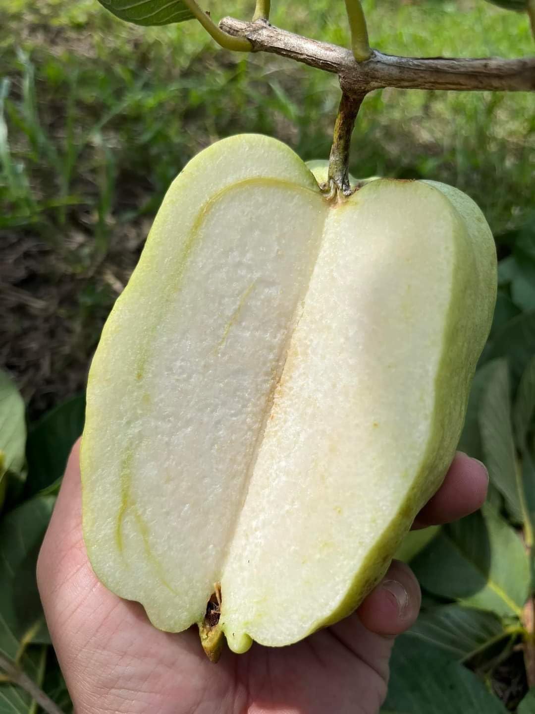 Japanese White Diamond Guava Plant