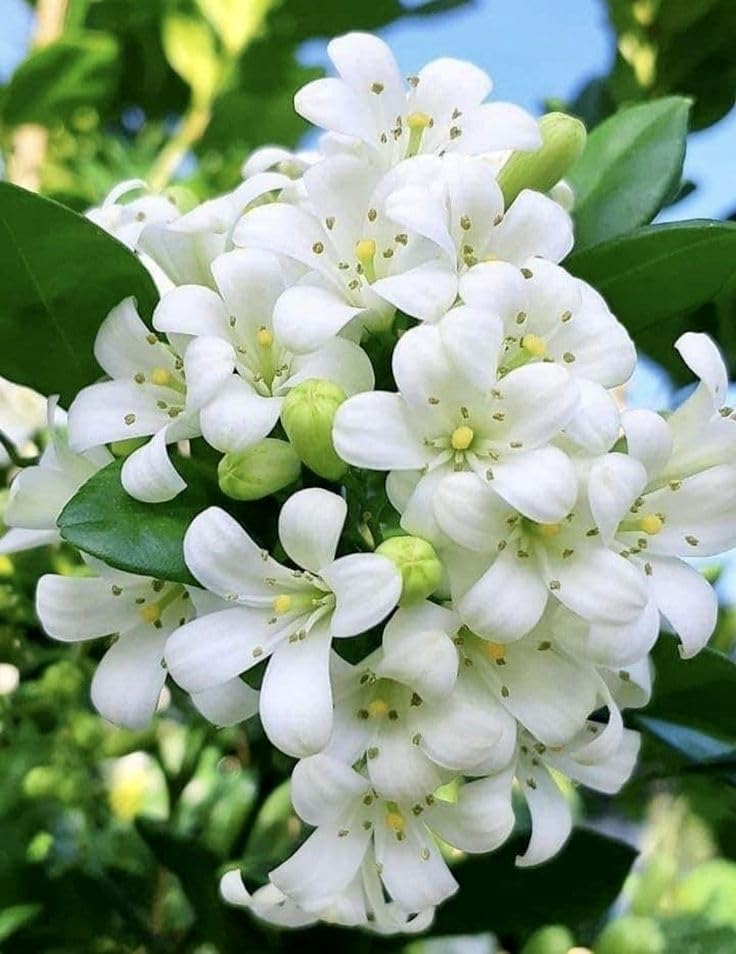 Madhu Kamini Hybrid Flower Plant