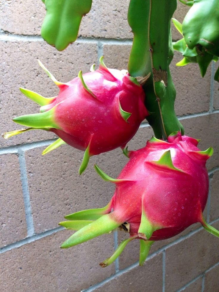 Red Flesh Dragon Fruit Plant