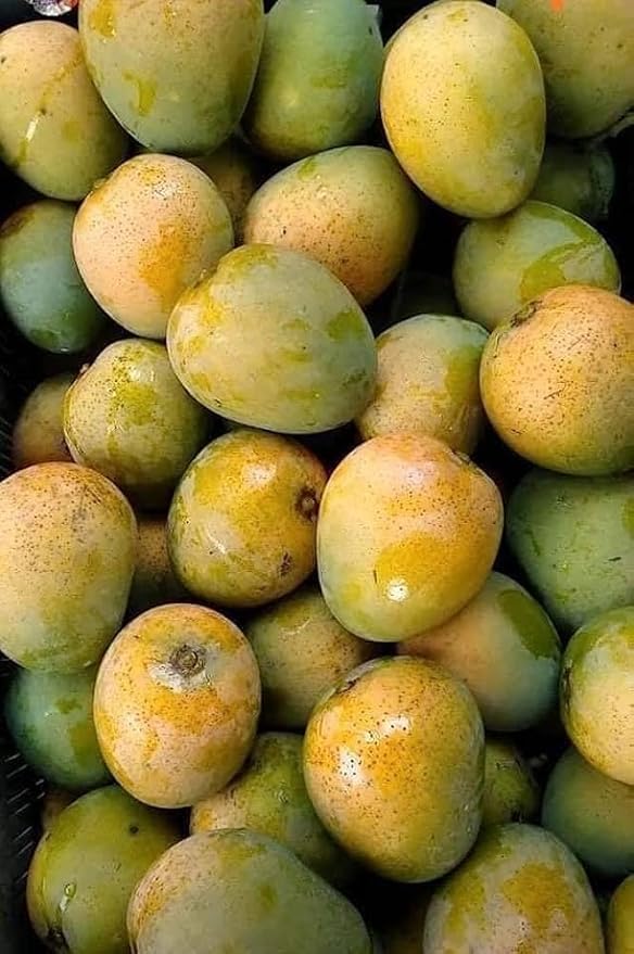 Himsagar Mango Grafted Plant