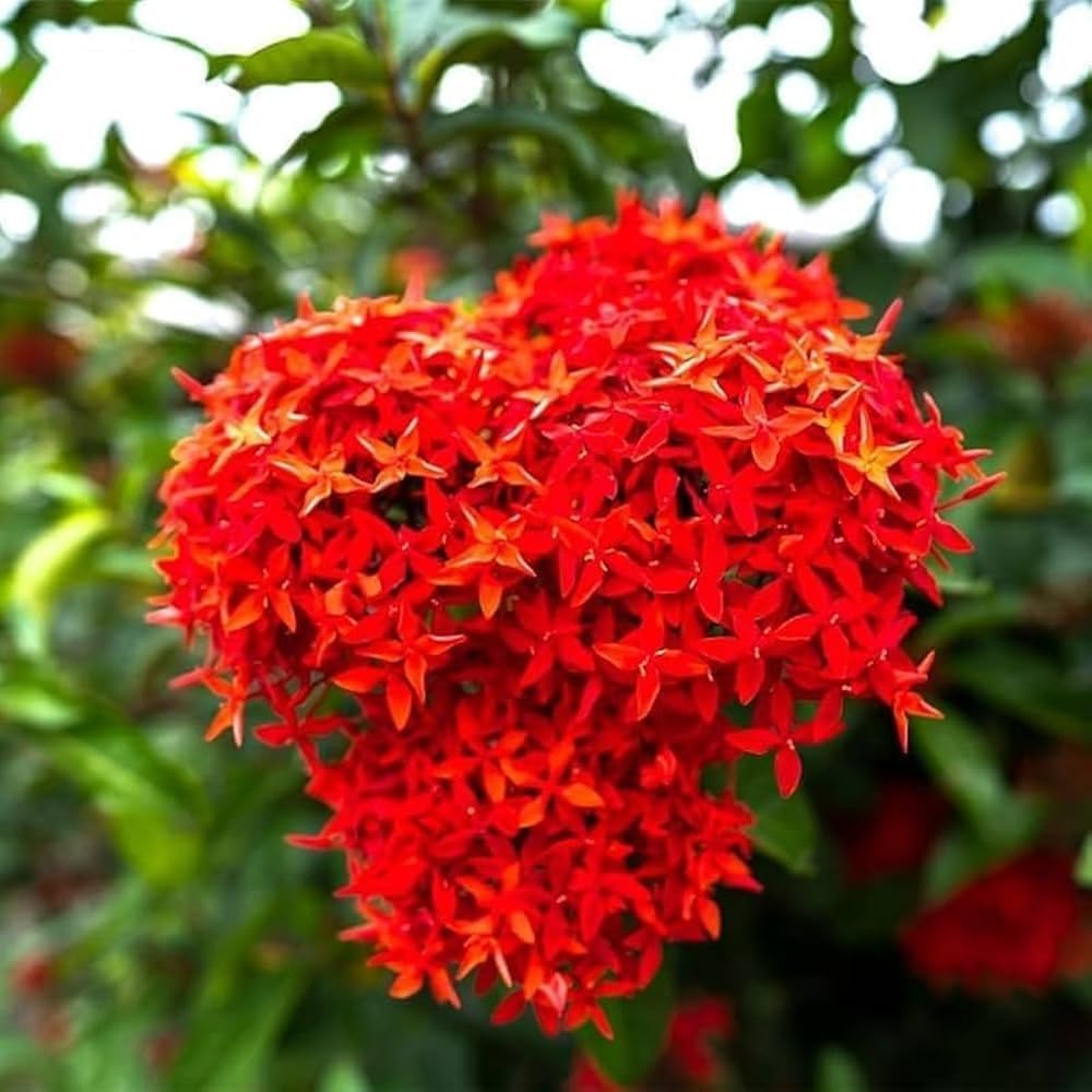 Ixora Red Chethi Plant