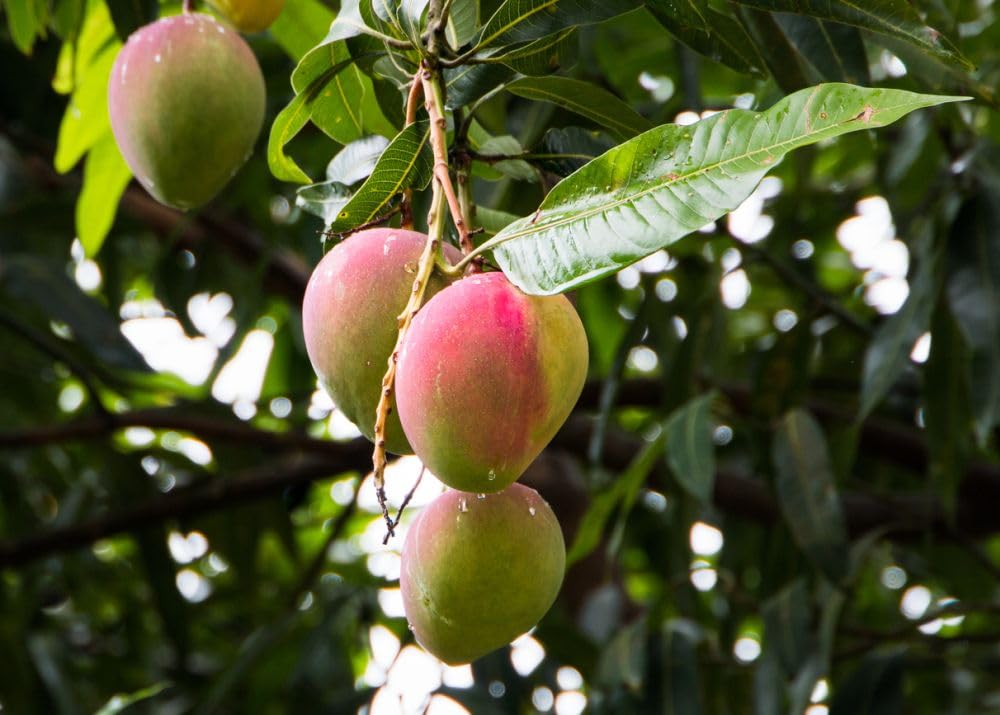 Honey Kiss Mango (Thailand) Grafted