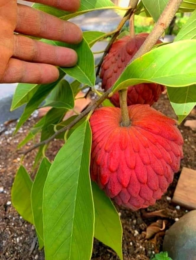 Red Sugar Apple (Sitafal) Live Plant