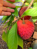 Red Sugar Apple (Sitafal) Live Plant