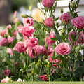 Lisianthus Flowering Plant (Multicolor Pack of 2)