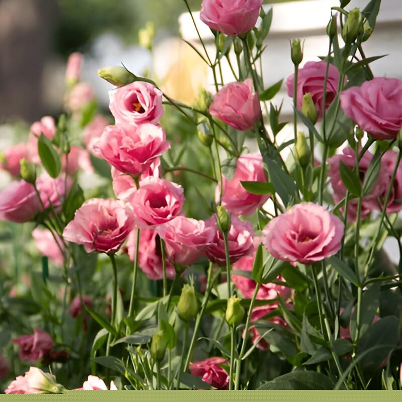 Lisianthus Flowering Plant (Multicolor Pack of 2)
