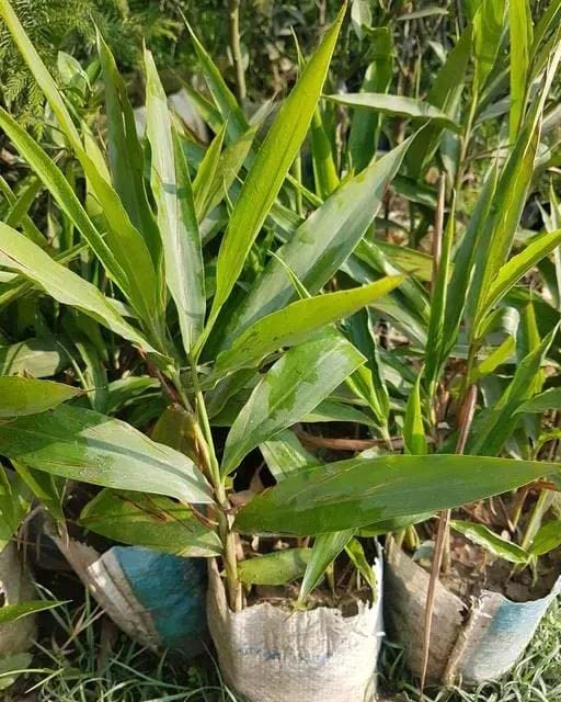 Choti Elaichi (Green Cardamom) Plant
