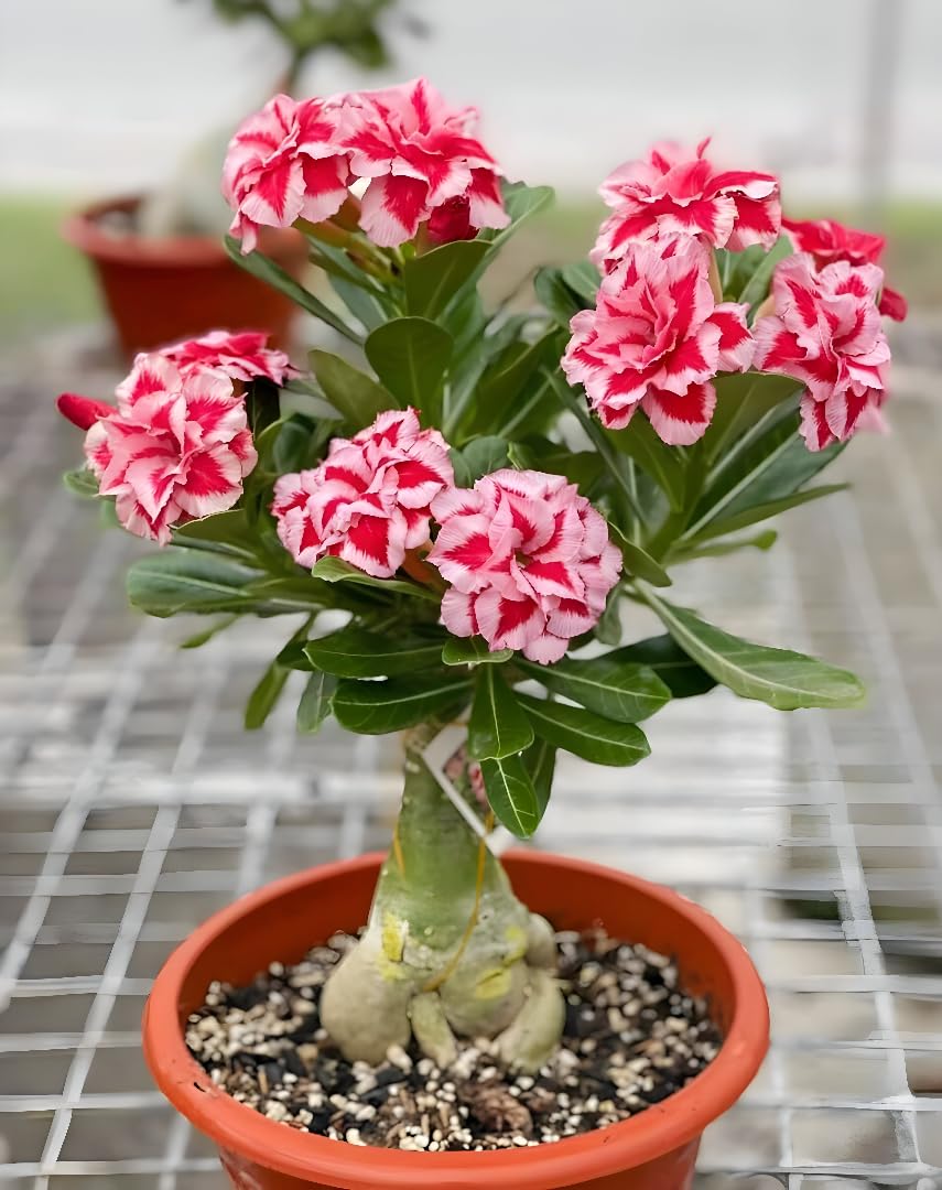 Adenium Live Plant Combo Pack of 4 | Desert Rose Grafted Flowering Plants