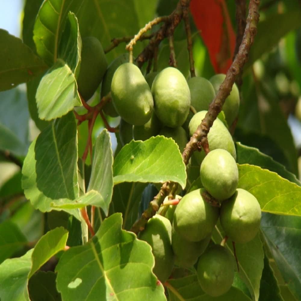 Arabic Olive Imported Self Pollinating Plant