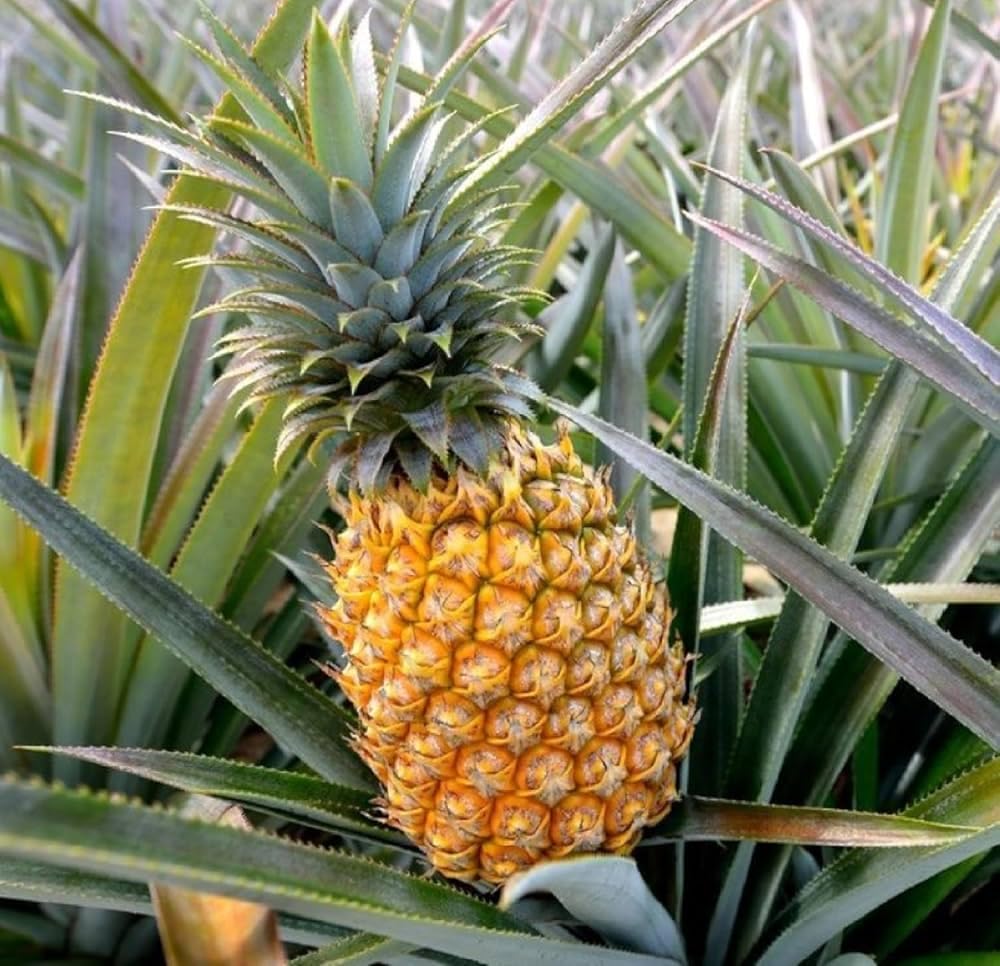Yellow Pineapple  Live Plant