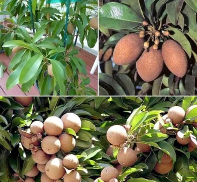 Kalapatti Chiku Grafted Plant