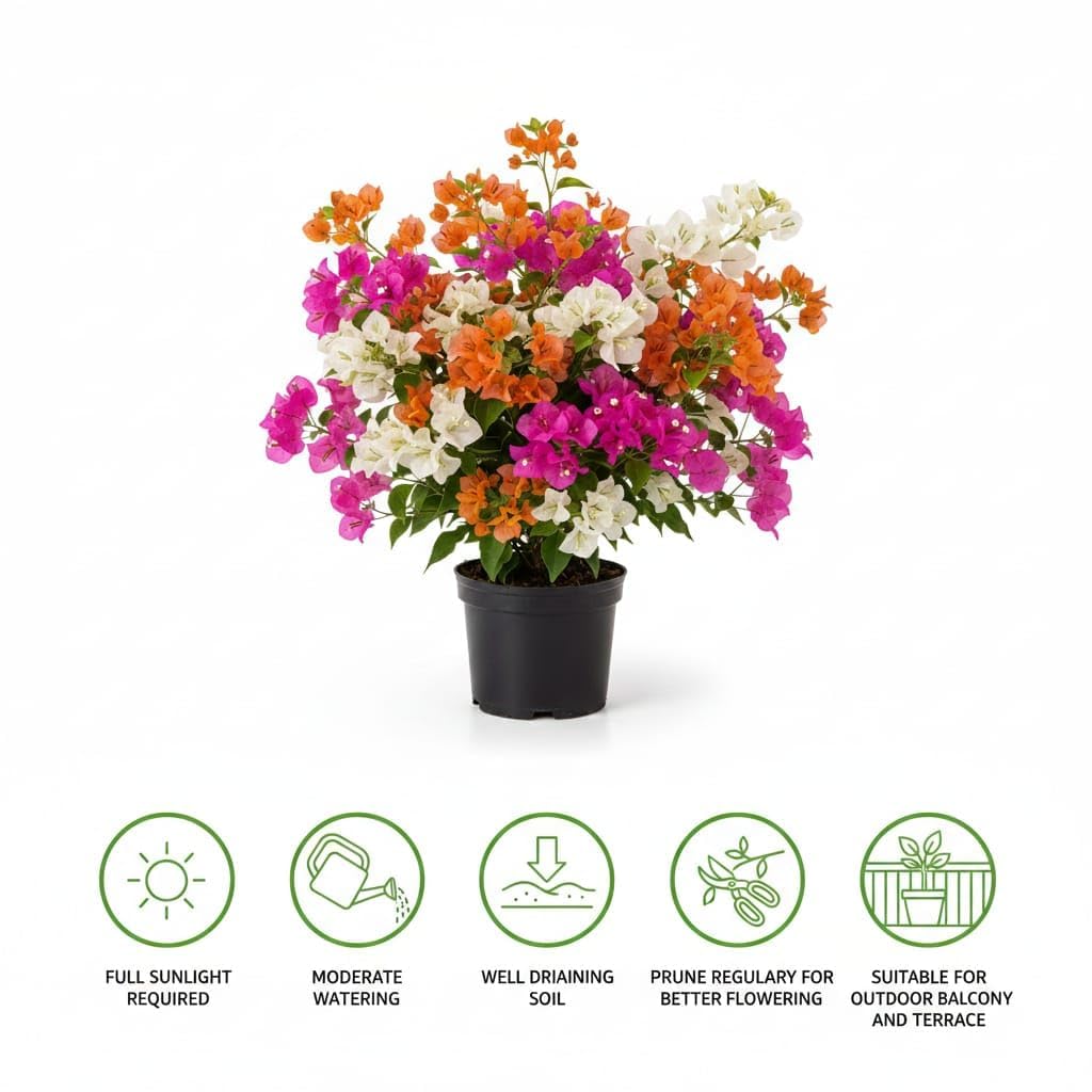 Bougainvillea Multicolor Grafted Plant