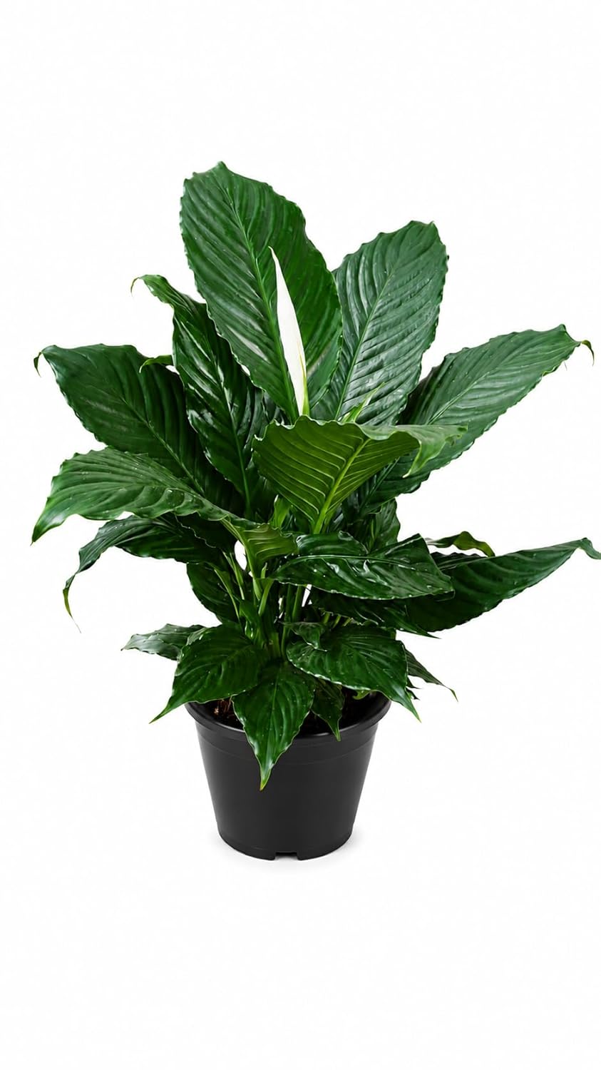 Peace Lily Combo (Pack of 1 Hybrid) Live Plant