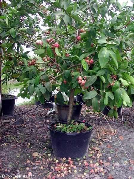 Pink Java Water Apple (Grafted) Live Plant