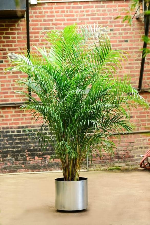 Areca Palm + Rubber Plant Combo (Pack of 2)