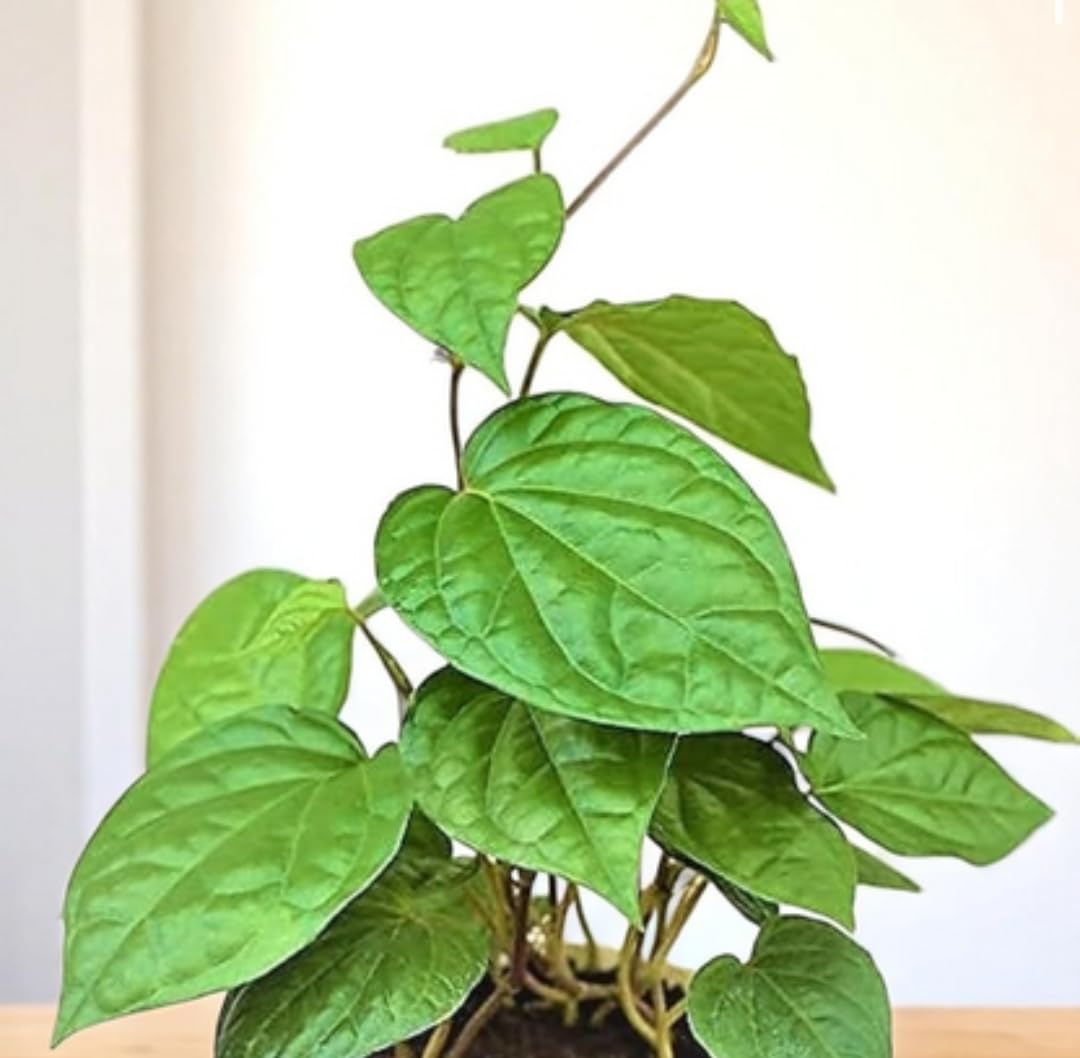 Pan Betel Leaf (Meetha Paan) Plant