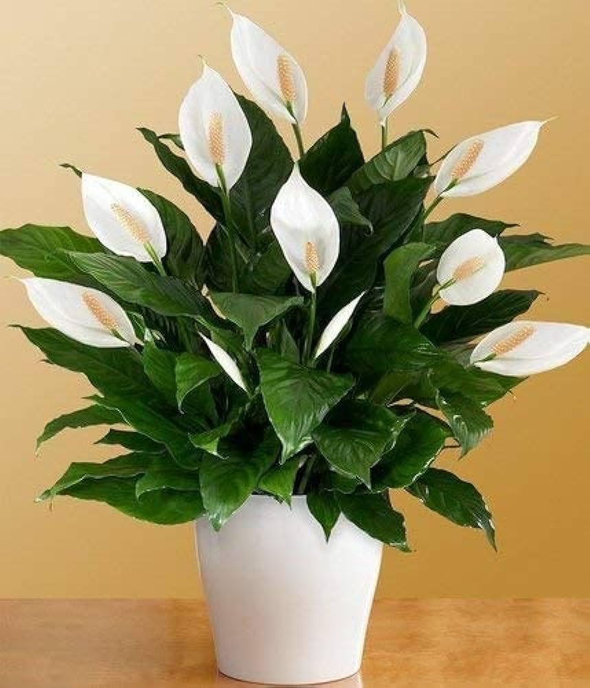 Peace Lily Combo (Pack of 1 Hybrid) Live Plant