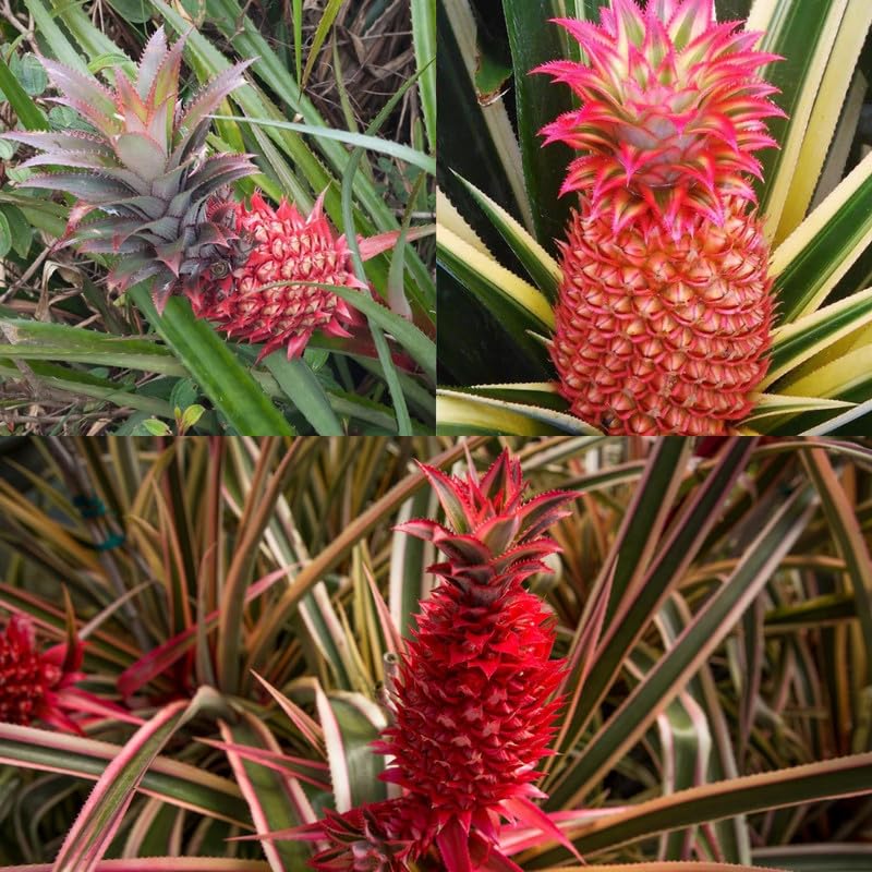 PlantExotic Sweet & Juice Thai Red Pineapple Live Plant