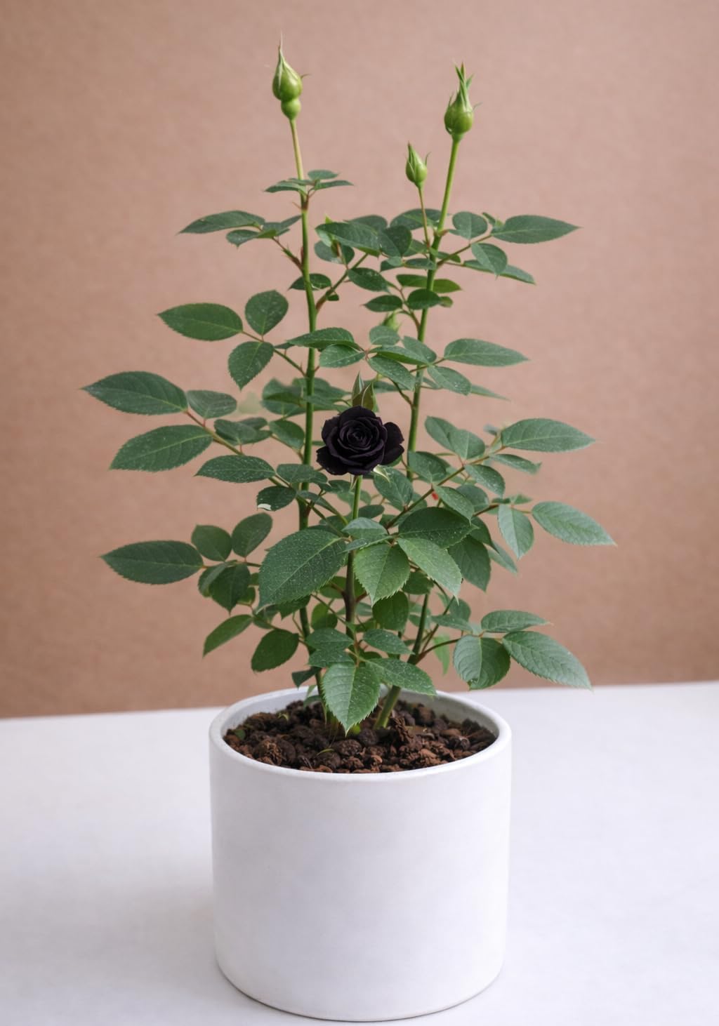 Rare Black Rose Grafted  Live Plant