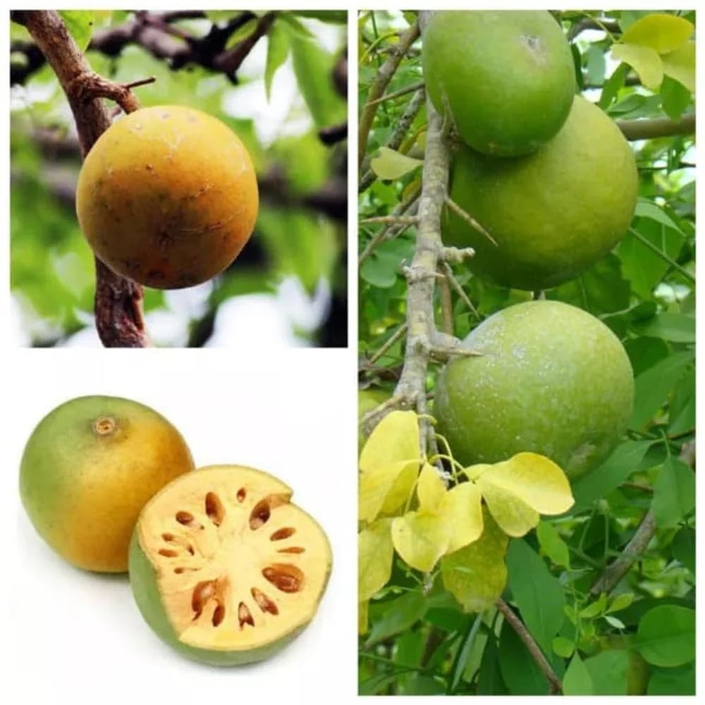 Bel Tree (Aegle Marmelos) Live Plant | Bilva Patra