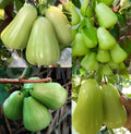 Green Java Apple Plant(Jamrul)