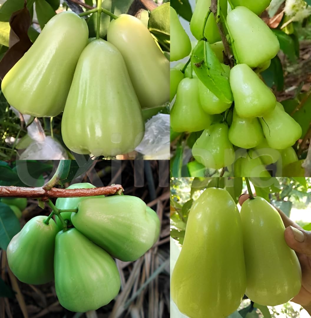 Green Java Apple Plant(Jamrul)