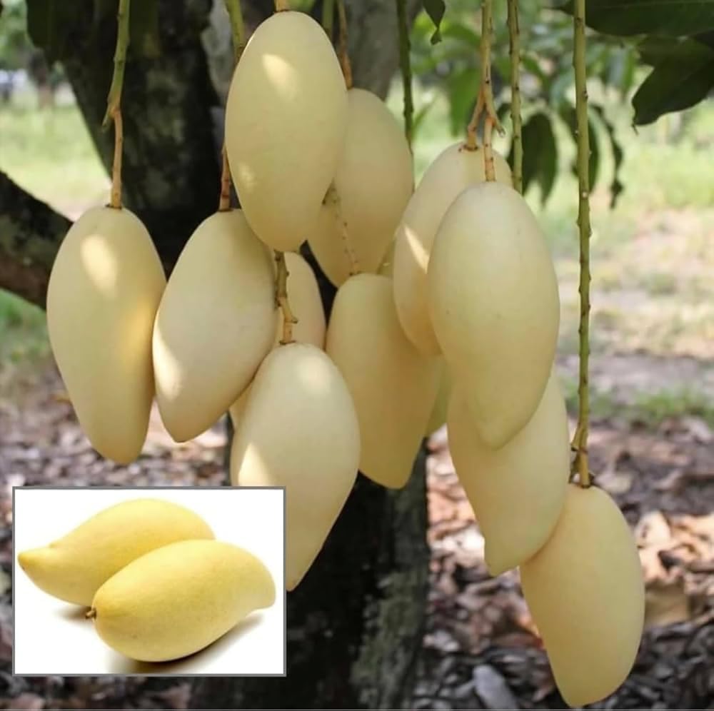Thailand White Mango (Grafted) Live Plant