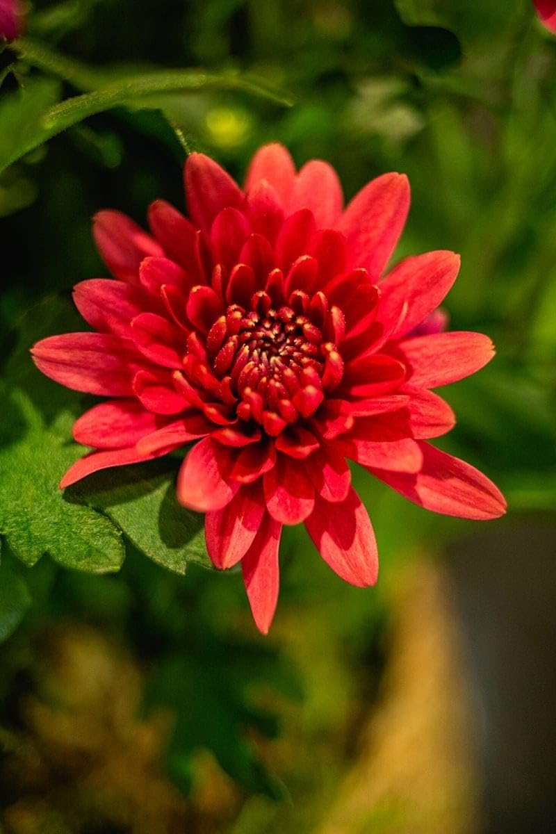 Snowball Chrysanthemum Red (Hybrid)