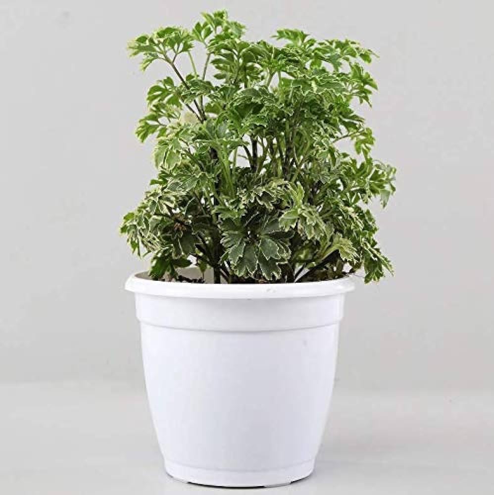 Aralia Indoor Decorative Plant