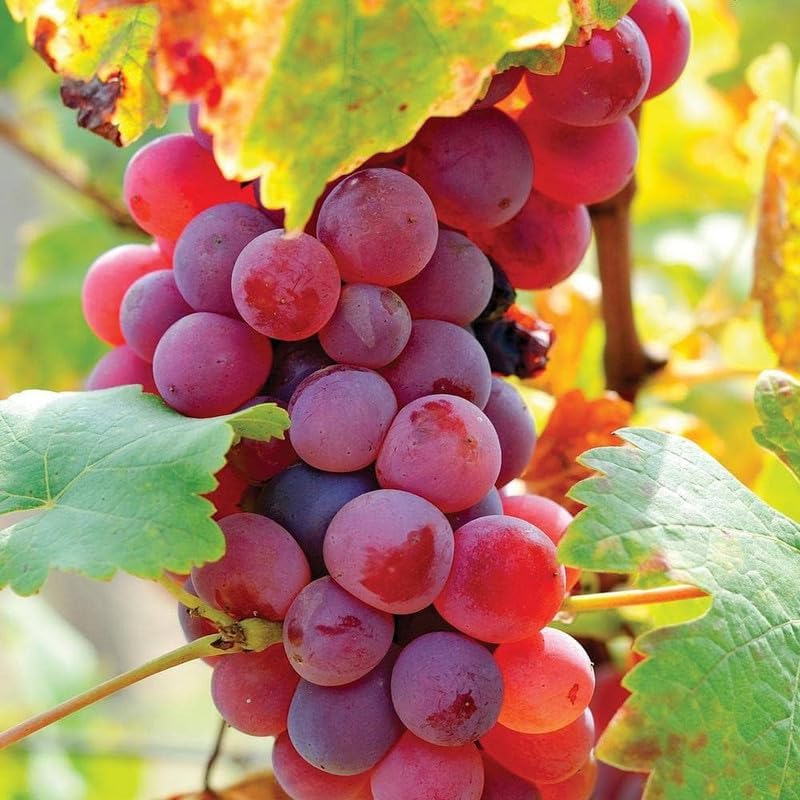 Red Round Seedless Grape Live Plant
