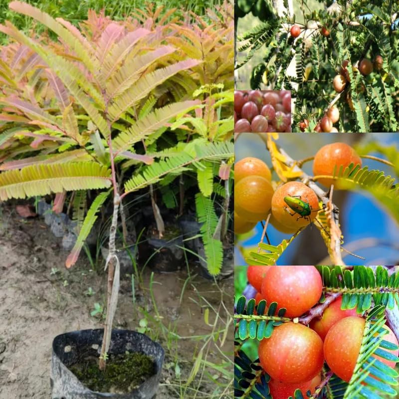 Red Gooseberry Amla (Thailand Variety Hybrid) Grafted Live Plant
