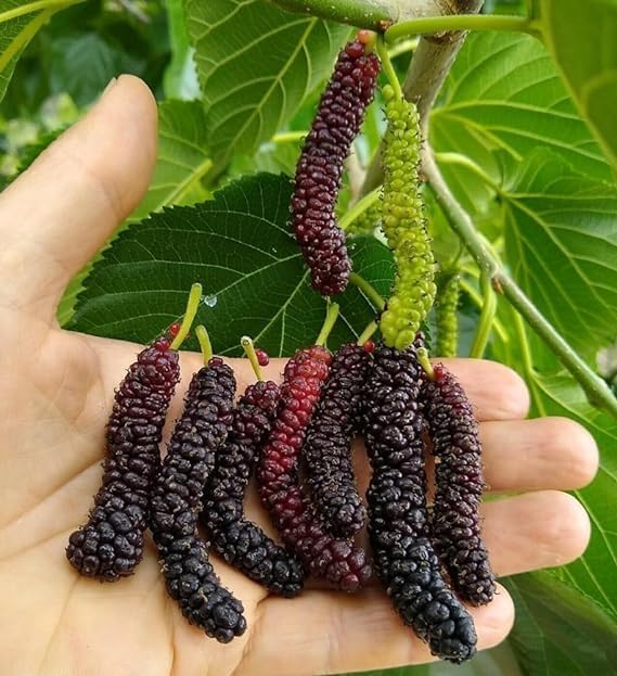 PLANT EXOTIC |Finger Taiwan Mulberry/Shahtoot Plant Bearing Fresh&Healthy |Must-Have Sweet Layering/Grafted For Gardeners |Live Hybrid Plant | All Season Rare Tropical Tasty Fruit Tree