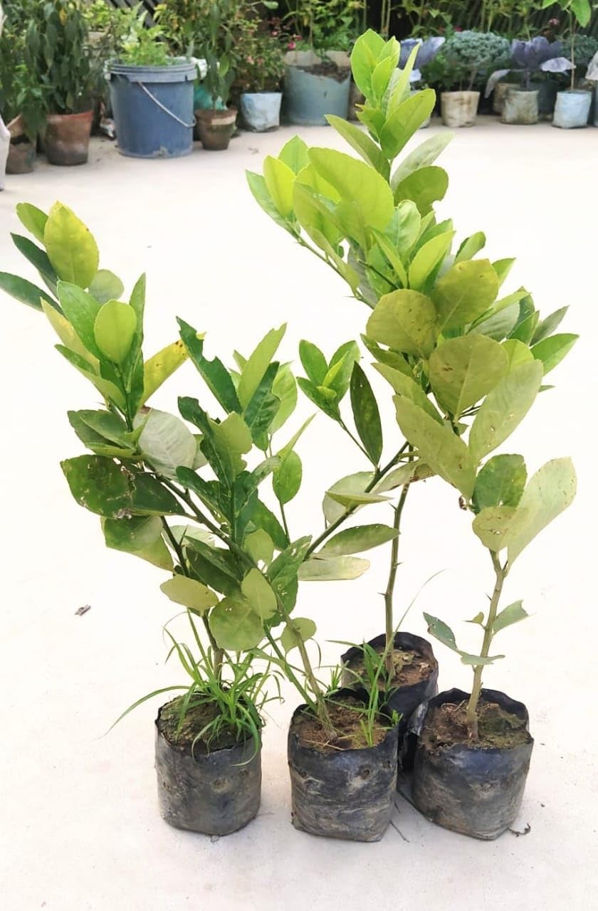Thai Lemon (Guti Kolom/Air Layered)Live Plant