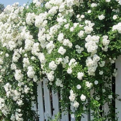 Climbing Rose White