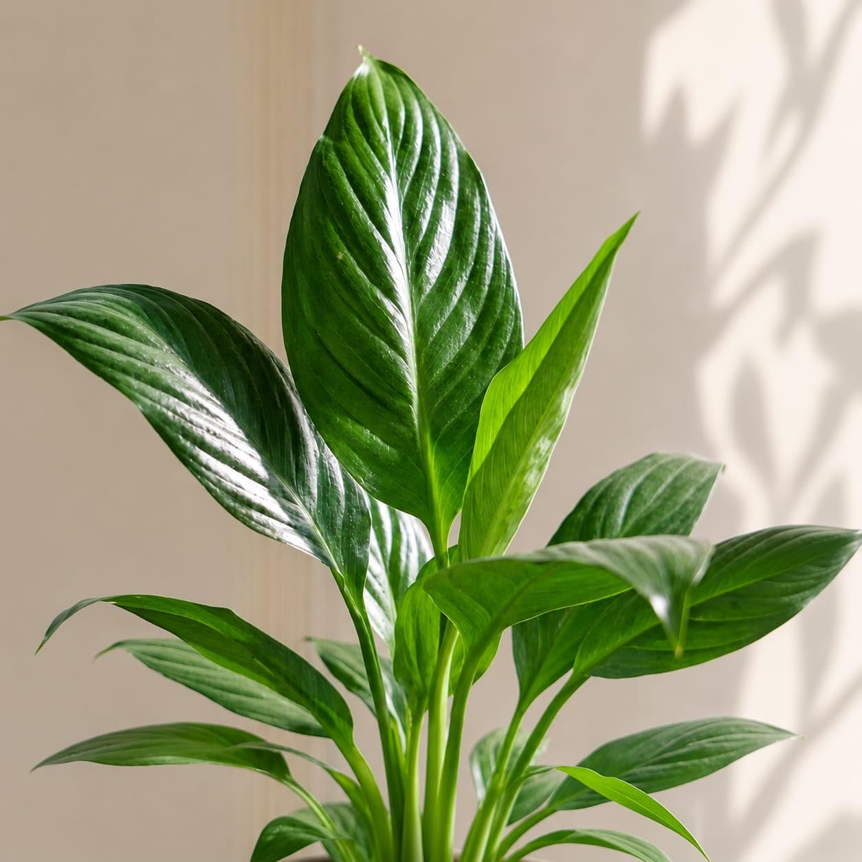 White Peace Lily (Spathiphyllum) Live Plant