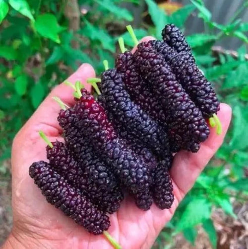 Finger Taiwan Mulberry (Shahtoot) Grafted Plant