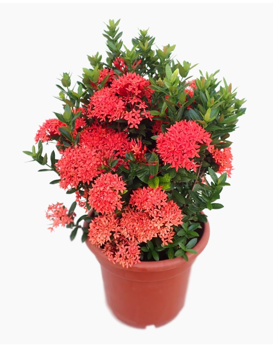 Ixora Red Chethi Plant