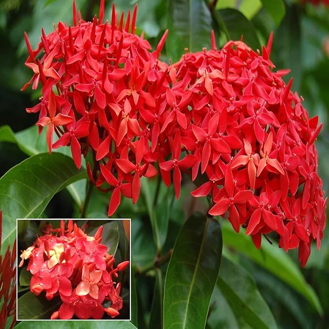 Ixora Red Chethi Plant