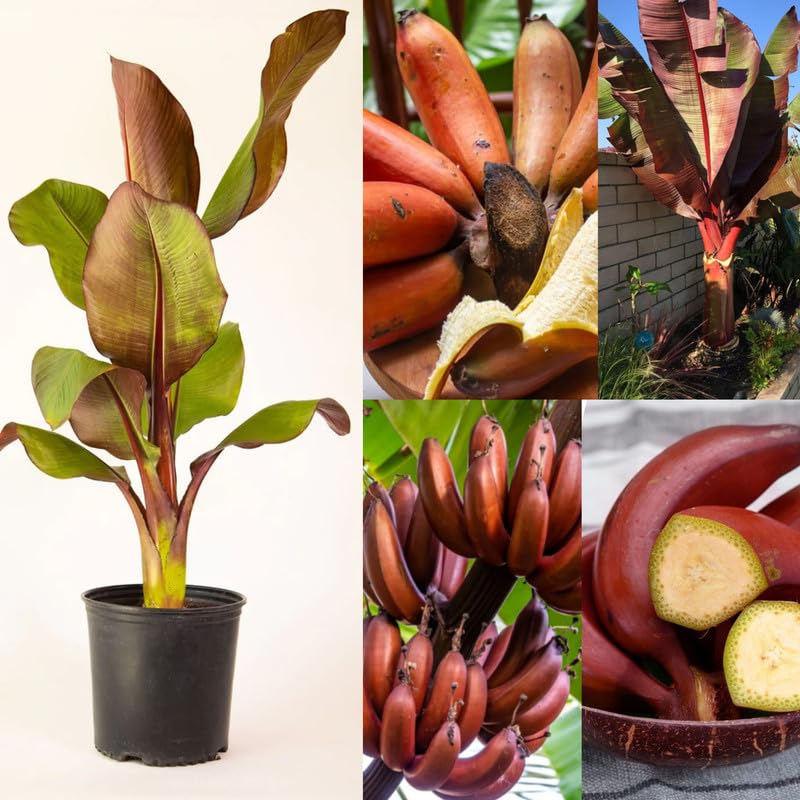 Kerala Red Banana Plant