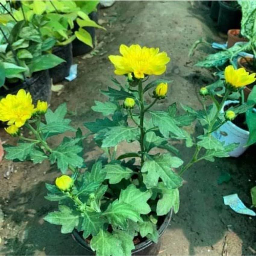 PlantExotic Snowball Chrysanthemum Yellow Live Plant